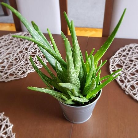 Apartament Janowskie Blonia ルミア エクステリア 写真